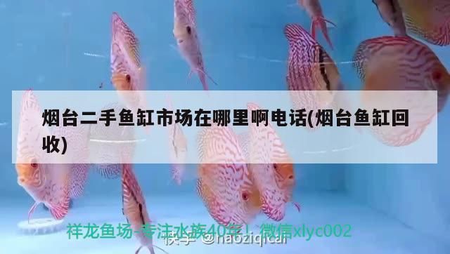 煙臺龍魚vs煙臺水族批發市場vs煙臺水族館vs煙臺魚缸批發市場vs祥龍魚場：煙臺水族批發市場