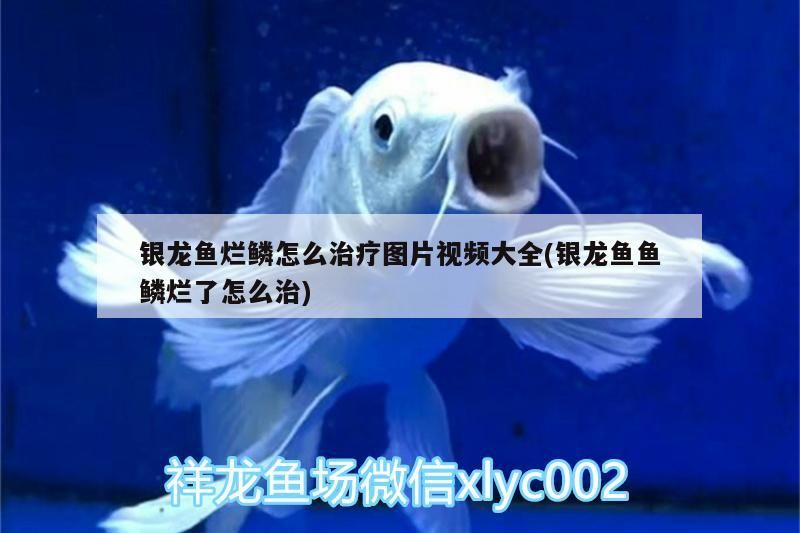 銀龍魚爛鱗怎么治療圖片視頻大全(銀龍魚魚鱗爛了怎么治)
