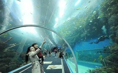 開一家水族館賺錢嗎知乎：開設水族館的盈利前景如何