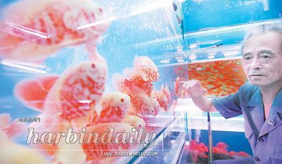 觀賞魚診所（北京觀賞魚診所） 觀賞魚診所（北京觀賞魚診所） 元寶鳳凰魚百科 第1張