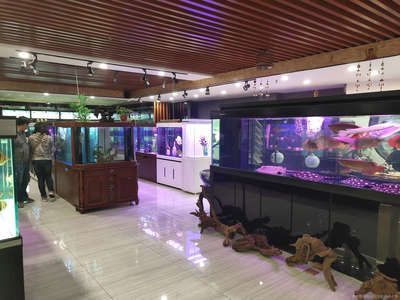觀賞魚診所（北京觀賞魚診所） 觀賞魚診所（北京觀賞魚診所） 元寶鳳凰魚百科 第4張