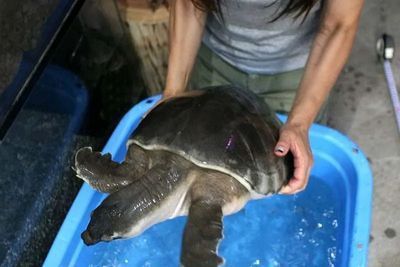 豬鼻龜?shù)岸啻螅涸鯓犹暨x豬鼻龜?shù)暗氖袌鰞r值