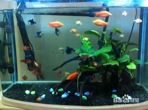 清理魚缸服務，如何選擇魚缸清洗服務提供商