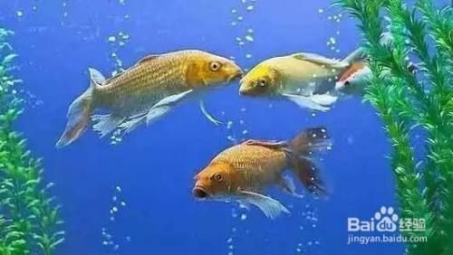 清理魚缸服務，如何選擇魚缸清洗服務提供商