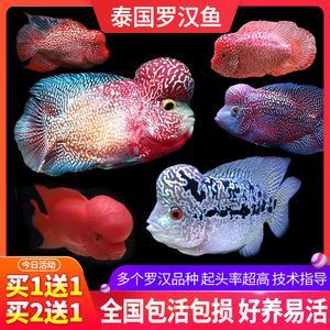 觀賞魚羅漢魚苗多少錢一條啊（羅漢魚苗價格因品種、品質、市場走向等因素而異）