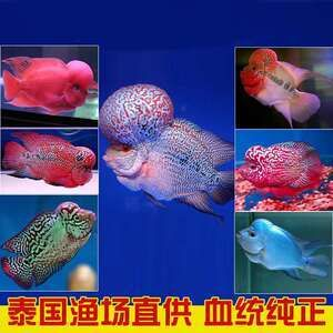 觀賞魚羅漢魚苗多少錢一條?。_漢魚苗價格因品種、品質、市場走向等因素而異）