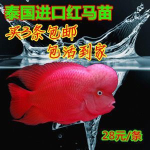 觀賞魚羅漢魚苗多少錢一條?。_漢魚苗價格因品種、品質、市場走向等因素而異）