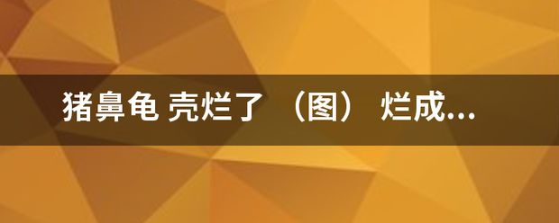豬鼻龜身上白色腐爛怎么辦啊圖片：豬鼻龜背甲白色腐爛怎么辦 豬鼻龜身上白色腐爛怎么辦啊圖片：豬鼻龜背甲白色腐爛怎么辦 豬鼻龜百科 第7張