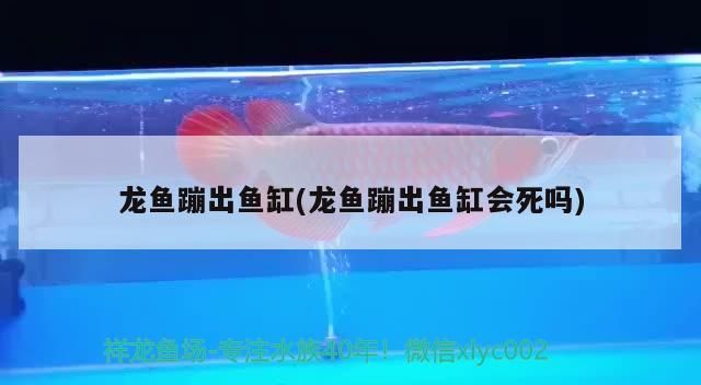 龍魚蹦出魚缸(龍魚蹦出魚缸會死嗎)