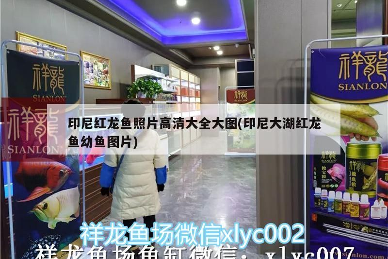 印尼紅龍魚照片高清大全大圖(印尼大湖紅龍魚幼魚圖片)