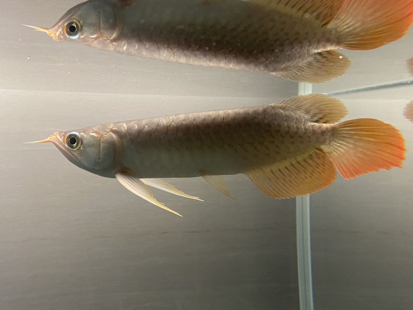 魚缸里有貓毛怎么辦(魚缸里有貓毛怎么辦小妙招)