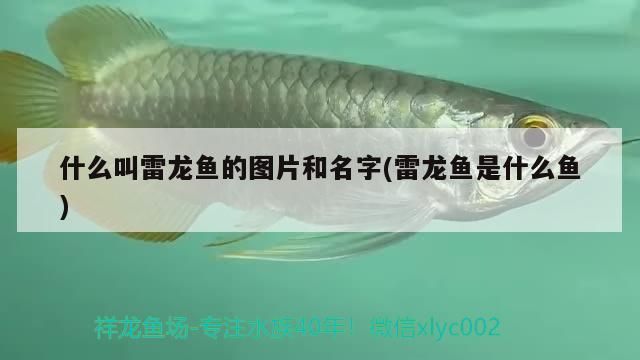 什么叫雷龍魚的圖片和名字(雷龍魚是什么魚) 什么叫雷龍魚的圖片和名字(雷龍魚是什么魚) 錦鯉魚百科 第3張