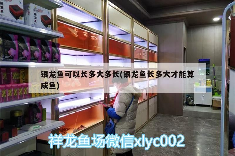 銀龍魚可以長多大多長(銀龍魚長多大才能算成魚)