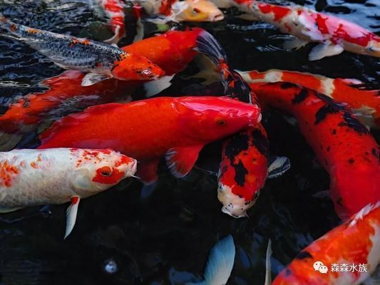 魚缸水質發白渾濁是什么原因造成的(魚缸水白色渾濁怎么回事)