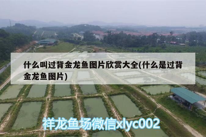 什么叫過(guò)背金龍魚圖片欣賞大全(什么是過(guò)背金龍魚圖片) 金龍魚百科 第3張 什么叫過(guò)背金龍魚圖片欣賞大全(什么是過(guò)背金龍魚圖片) 什么叫過(guò)背金龍魚圖片欣賞大全(什么是過(guò)背金龍魚圖片) 金龍魚百科 第3張