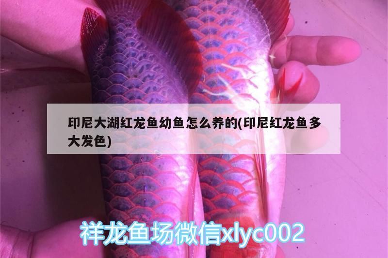 印尼大湖紅龍魚(yú)幼魚(yú)怎么養(yǎng)的(印尼紅龍魚(yú)多大發(fā)色)
