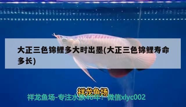 印尼紅龍魚發色過程視頻大全圖片高清(金龍魚的發色過程圖片)