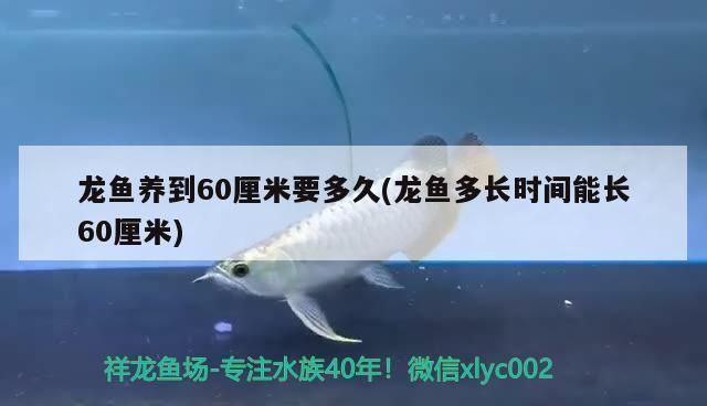 龍魚多久能長到50公分vs祥龍魚場：祥龍魚場口碑評價，龍魚生長速度影響因素，如何挑選優(yōu)質(zhì)龍魚