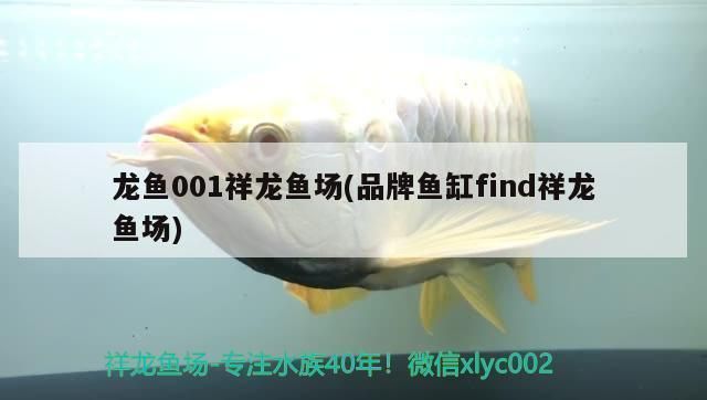 巴音郭楞蒙古自治州龍魚vs巴音郭楞蒙古自治州水族批發市場vs巴音郭楞蒙古自治州水族館vs巴音郭楞蒙古自治州魚缸批發市場vs祥龍魚場：巴音郭楞蒙古自治州龍魚、水族批發市場 巴音郭楞蒙古自治州龍魚vs巴音郭楞蒙古自治州水族批發市場vs巴音郭楞蒙古自治州水族館vs巴音郭楞蒙古自治州魚缸批發市場vs祥龍魚場：巴音郭楞蒙古自治州龍魚、水族批發市場 祥龍魚場各市分站 第3張
