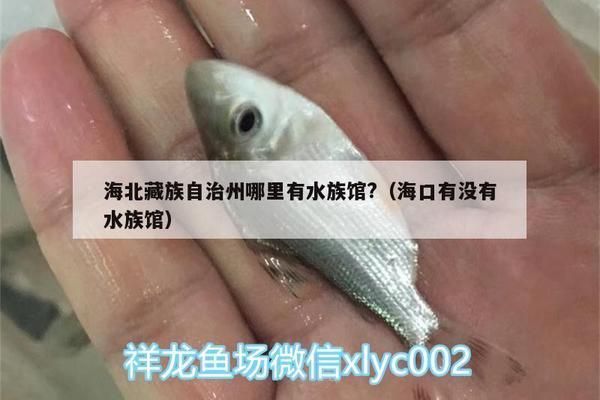 巴音郭楞蒙古自治州龍魚vs巴音郭楞蒙古自治州水族批發市場vs巴音郭楞蒙古自治州水族館vs巴音郭楞蒙古自治州魚缸批發市場vs祥龍魚場：巴音郭楞蒙古自治州龍魚、水族批發市場 巴音郭楞蒙古自治州龍魚vs巴音郭楞蒙古自治州水族批發市場vs巴音郭楞蒙古自治州水族館vs巴音郭楞蒙古自治州魚缸批發市場vs祥龍魚場：巴音郭楞蒙古自治州龍魚、水族批發市場 祥龍魚場各市分站 第5張