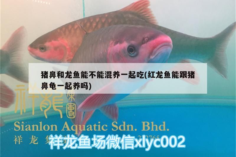 豬鼻和龍魚能不能混養一起吃(紅龍魚能跟豬鼻龜一起養嗎)