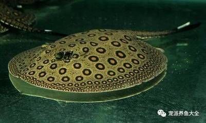 魟魚的毒刺能不能剪掉：關于魟魚的毒刺是否能剪掉