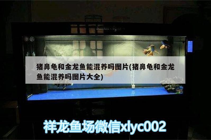 豬鼻龜和金龍魚能混養嗎圖片(豬鼻龜和金龍魚能混養嗎圖片大全)