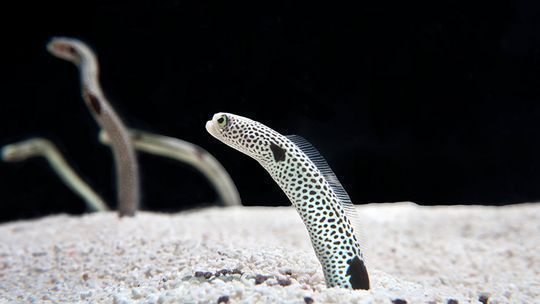 水族館內部：關于水族館內部的一些詳細介紹