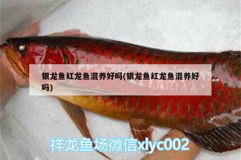 銀龍魚紅龍魚混養好嗎(銀龍魚紅龍魚混養好嗎)