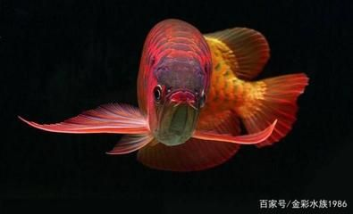 紅龍魚產地在哪里的好釣魚：紅龍魚產地在哪里？
