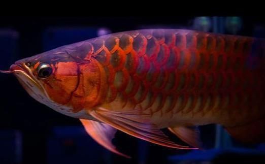 龍魚打架沉頭是什么原因vs祥龍魚場：龍魚打架沉頭是什么原因vs祥龍魚場龍魚品種介紹 龍魚打架沉頭是什么原因vs祥龍魚場：龍魚打架沉頭是什么原因vs祥龍魚場龍魚品種介紹 vs祥龍魚場 第2張