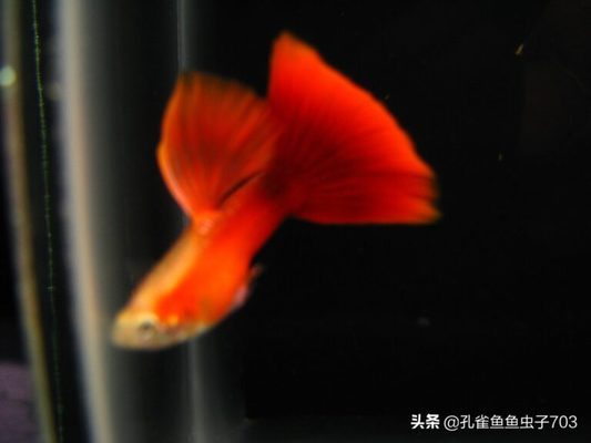 為什么魚缸綠藻長不到條狀藻（為什么魚缸綠藻長不到條狀藻呢）