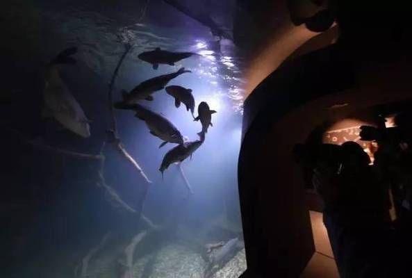 水族館屬于什么類型場所（水族館如何保障動(dòng)物的需求）