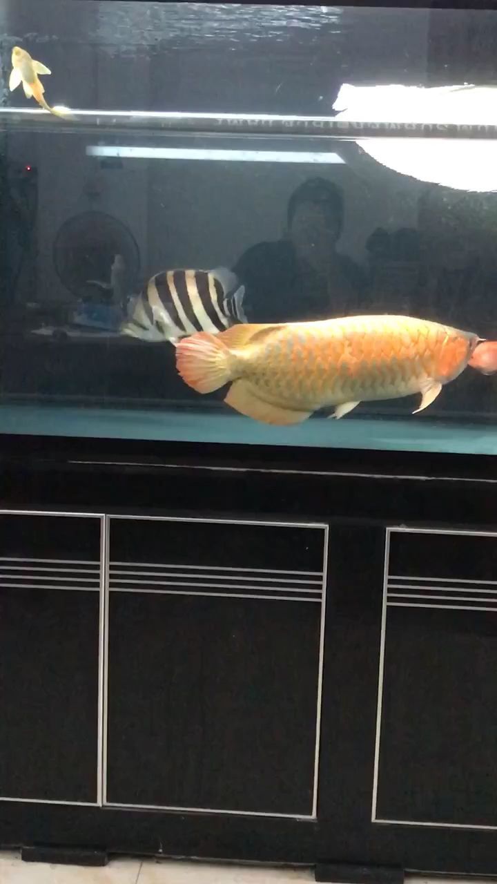 黑魚缸長明虎王