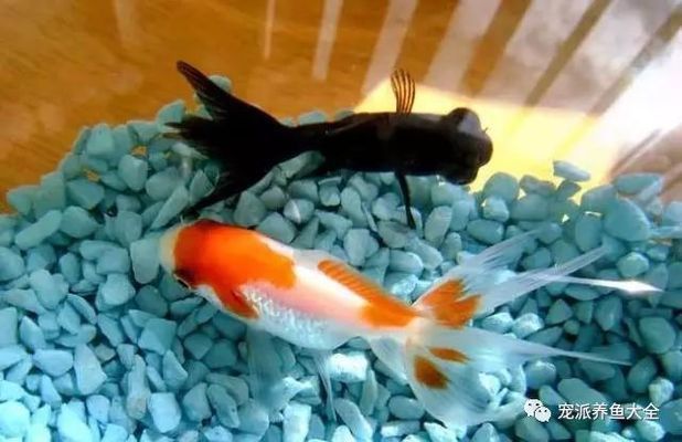 金龍魚常見疾病預防方法：金龍魚飼料選擇指南,金龍魚適宜水溫調控方法