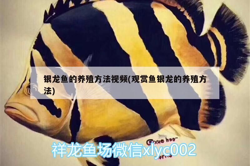 銀龍魚的養殖方法視頻(觀賞魚銀龍的養殖方法)