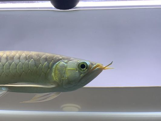 龍魚到家多久換水合適vs祥龍魚場：祥龍魚場的龍魚品種介紹