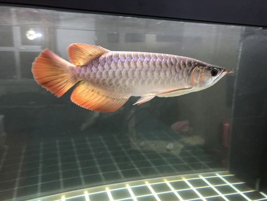 龍魚到家多久換水合適vs祥龍魚場：祥龍魚場的龍魚品種介紹