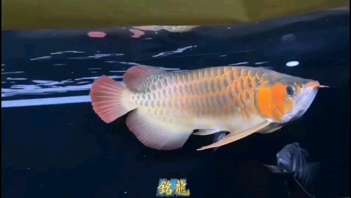 黃山龍魚vs黃山水族批發(fā)市場vs黃山水族館vs黃山魚缸批發(fā)市場vs祥龍魚場:黃山水族批發(fā)市場地址介紹黃山水族批發(fā)市場地址 祥龍魚場各市分站 第4張 黃山龍魚vs黃山水族批發(fā)市場vs黃山水族館vs黃山魚缸批發(fā)市場vs祥龍魚場:黃山水族批發(fā)市場地址介紹黃山水族批發(fā)市場地址 黃山龍魚vs黃山水族批發(fā)市場vs黃山水族館vs黃山魚缸批發(fā)市場vs祥龍魚場:黃山水族批發(fā)市場地址介紹黃山水族批發(fā)市場地址 祥龍魚場各市分站 第4張