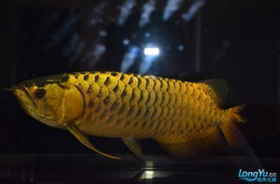星點金龍魚LED燈與熒光燈對比：熒光燈與led燈光效的對比
