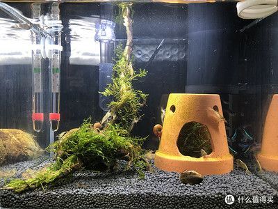 50魚缸能養(yǎng)多少魚：50的魚缸適合養(yǎng)哪些魚？