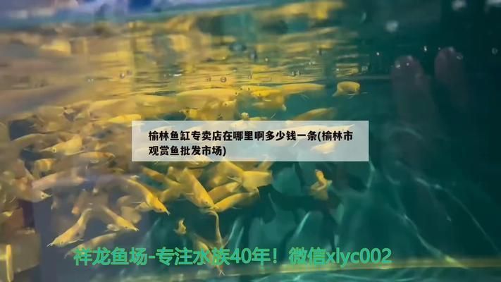 榆林龍魚vs榆林水族批發市場vs榆林水族館vs榆林魚缸批發市場vs祥龍魚場：榆林地區的龍魚產業