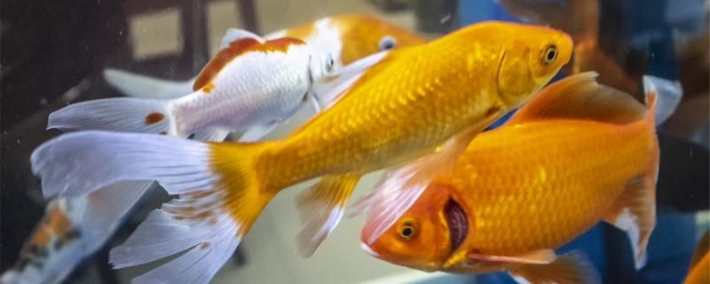 金魚翻肚皮了怎么搶救