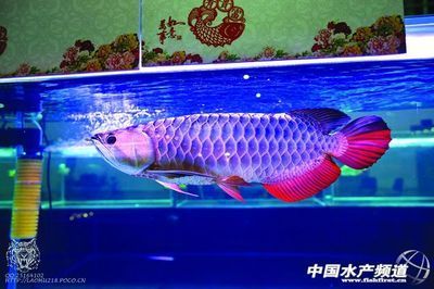 過背金龍魚市場需求趨勢：中國過背金龍魚市場需求呈現增長趨勢價格穩定上升