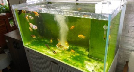 龍魚缸測水質(zhì)vs祥龍魚場：祥龍魚缸測水質(zhì)與祥龍魚場的水質(zhì)檢測方法對比