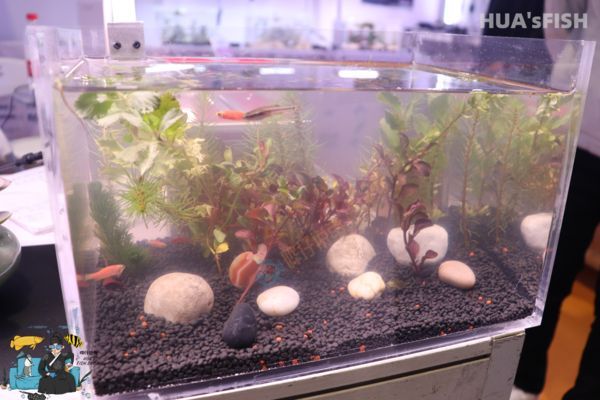 魚缸水發白怎么辦小妙招，如何快速改善魚缸水質