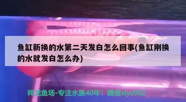 魚缸新換的水第二天發白怎么回事(魚缸剛換的水就發白怎么辦)