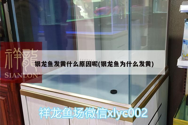 銀龍魚(yú)發(fā)黃什么原因呢(銀龍魚(yú)為什么發(fā)黃)