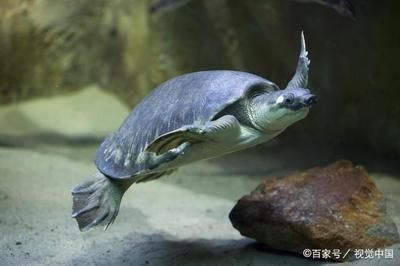 一只豬鼻龜能下蛋嗎為什么：豬鼻龜什么時候下蛋