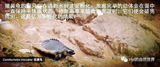 豬鼻龜生長速度：關于豬鼻龜的養護